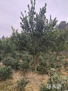9公分橘树