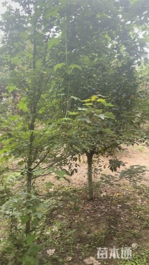 12公分垂丝海棠