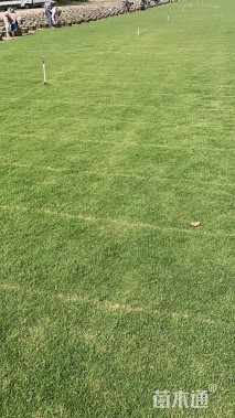 草卷状百慕大草