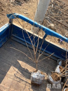 高度50厘米木绣球