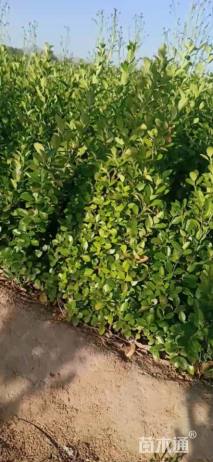 高度506070厘米卫矛