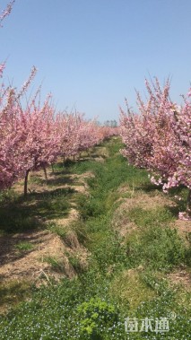 10公分垂丝海棠