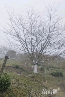 13公分美国红枫