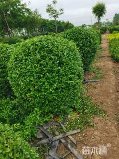 冠幅100厘米小叶女贞球
