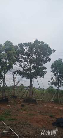 40公分朴树
