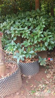 高度120厘米荚迷