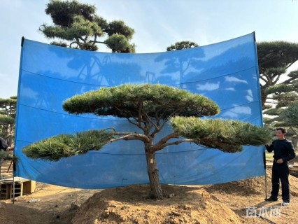 10公分造型松