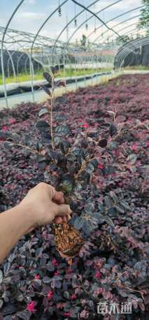 高度20厘米红花继木