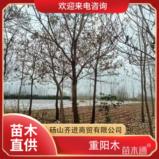 12公分重阳木