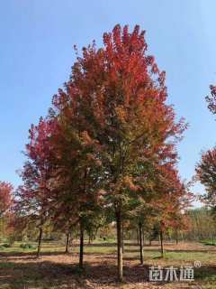 12公分美国红枫-秋日梦幻