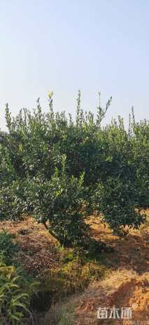 高度350厘米砂糖桔