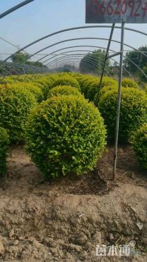 高度120厘米水蜡球