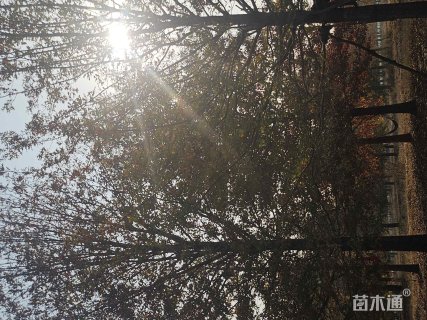 22公分鸡爪槭