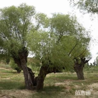 10公分旱柳