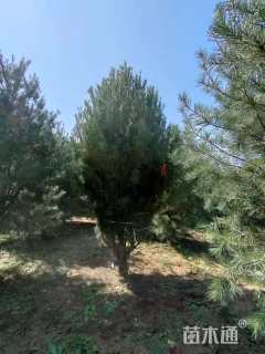 高度400厘米白皮松