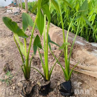 高度60厘米梭鱼草