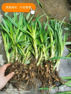 高度20厘米大花萱草