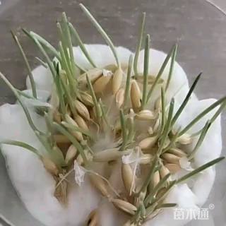 燕麦种子