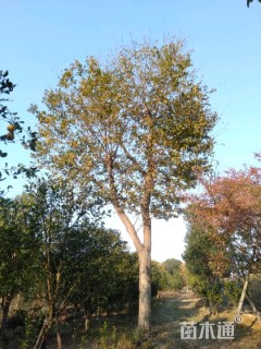 40公分朴树