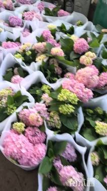 高度25厘米绣球