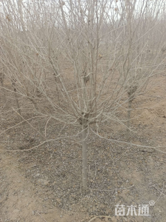 高度150厘米红花木槿