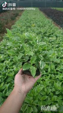 高度30厘米花叶假连翘