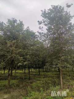 13公分黄花风铃木