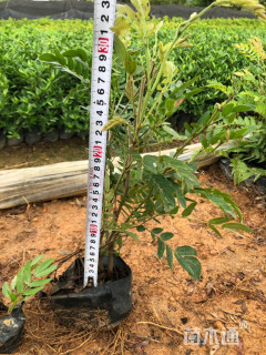 高度15厘米绣球