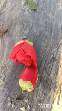 高度120厘米四季茶花