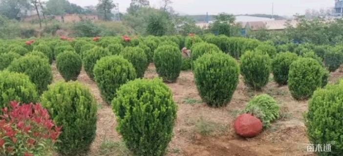 高度1.3厘米大叶黄杨