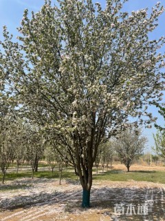 25公分西府海棠