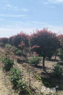 高度150厘米密枝红叶李球