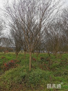 高度650厘米红花紫薇