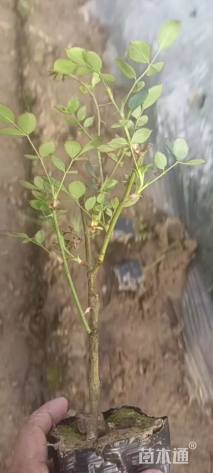 高度35厘米大红花