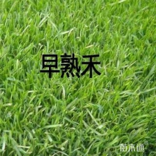 早熟禾种子