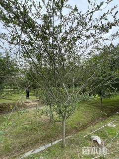 14公分垂丝海棠