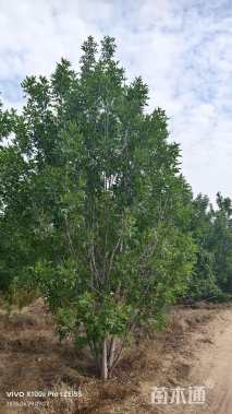 高度7厘米(5杆)丛生白蜡