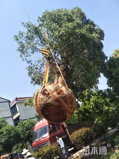 100公分香樟