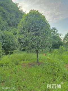 15公分桂花