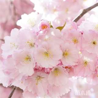 3公分樱花