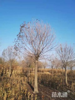 15公分金叶白蜡