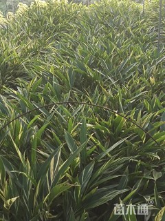 高度10厘米花叶良姜