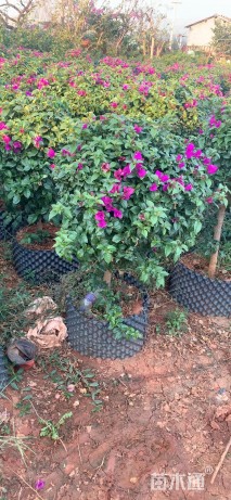 冠幅60厘米三角梅球