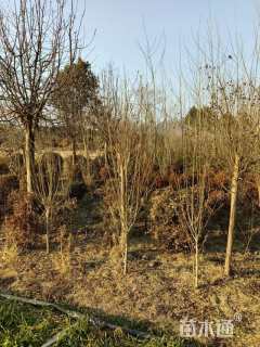 高度220厘米木槿