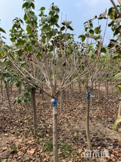 高度200厘米丁香