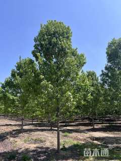 20公分美国红枫-十月光辉