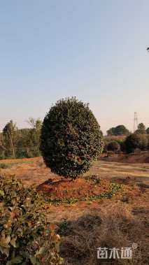 高度180厘米茶梅