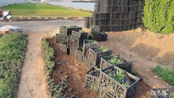 高度20厘米马鞭草