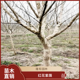 高度300厘米红花紫薇