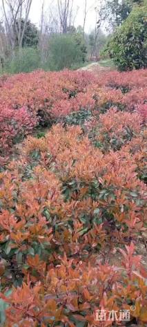 冠幅70厘米红叶石楠球